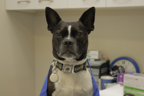 dog sitting on exam table